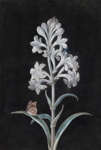 昆虫と白いハイシンス 作： Margaretha Barbara Dietzsch